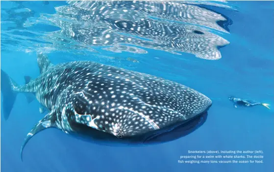  ??  ?? Snorkelers (above), including the author (left), preparing for a swim with whale sharks. The docile fish weighing many tons vacuum the ocean for food.