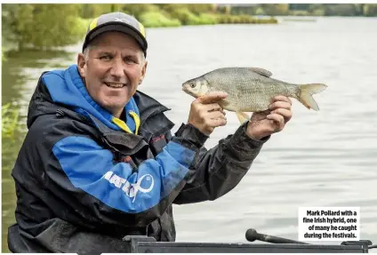  ??  ?? Mark Pollard with a fine Irish hybrid, one of many he caught during the festivals.