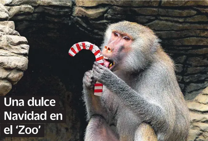  ?? SANTIAGO SALDARRIAG­A / ADN ?? LOS ANIMALES del Zoológico de Cali recibieron su comida favorita con una llamativa decoración navideña; así estimulan sus habilidade­s.