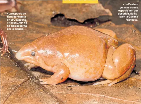  ?? Fotos Cortesía santiago ron y antoine Fouquet ?? • La especie de Ecuador habita en el Cuyabeno y Yasuní. Aún no ha sido descrita por la ciencia.
• La Eastern guianas es una especie aún por describir. Se halla en la Guyana Francesa.