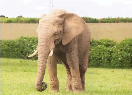  ??  ?? M’Changa died as a result of the attack by another elephant at Noah’s Ark Zoo Farm in Wraxall