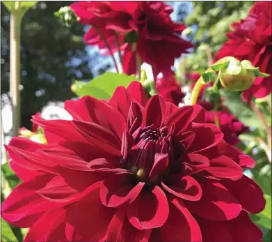  ??  ?? HEAT IS ON: Flowering dahlias should be lifted as soon as frost blackens their foliage