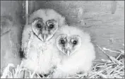  ?? Robyn Dixon Los Angeles Times ?? OWLETS rescued by EcoSolutio­ns. Township children will care for them until they are released.