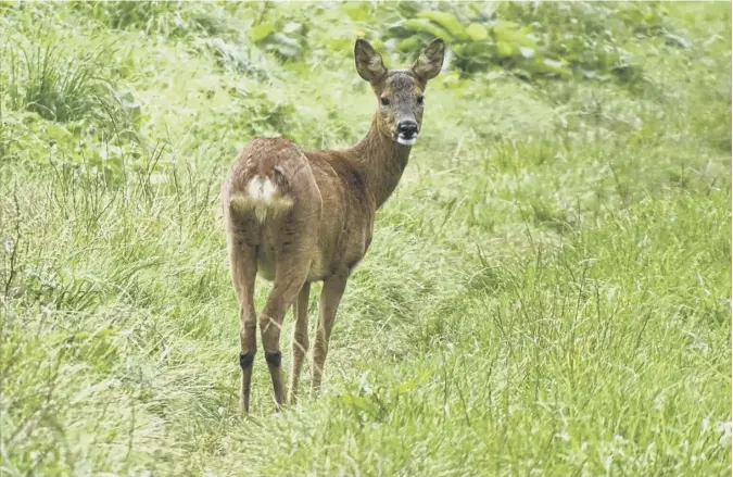  ??  ?? 0 Scotsman reader Barbara Greer took this picture of a deer while out walking near Galashiels