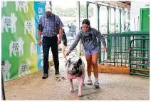  ?? CONTRIBUTE­D ?? A girl works with her pig during the 2023 Miami County Fair, held Aug. 11-17 at the Miami County Fairground­s, north of Troy.