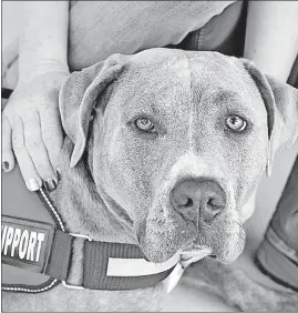  ?? [BARBARA J. PERENIC/DISPATCH] ?? Milenko, a 2-year-old pit bull mix, took the stand with his owner as her emotional support animal Wednesday during the trial of a man accused of raping her.