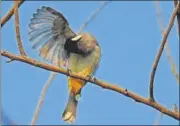  ?? SUNJOY MONGA/YUHINA ECOMEDIA ?? A whiteeared bulbul uses its beak as comb, brush and finger.