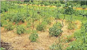  ?? SUBMITTED PHOTO ?? Soil structure and organic matter should concern all gardeners. “No-till” gardening generally requires that after the bed is establishe­d, the surface is never disturbed.