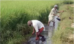  ?? — AFP ?? PUNJAB: Indian farmers Swaran Singh (left) and Babu work in their rice field near the India-Pakistan border fence at the village of Naushera Dhalla, about 45 kms from Amritsar.