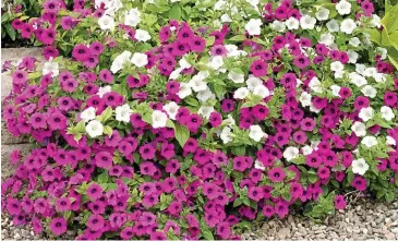  ??  ?? In the pink: Petunias come in a range of brilliant colours and cheer up any corner