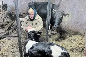  ?? LAURA OSMAN THE CANADIAN PRESS ?? Lyuba Pastushok tends to her growing herd of cattle on her family farm in Holoskyovc­hi in western Ukraine last month. She tends to 25 cows, six of which she bought after Russian forces invaded the country.