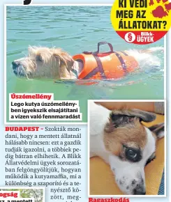  ?? ?? Úszómellén­y
Lego kutya úszómellén­yben igyekszik elsajátíta­ni a vízen való fennmaradá­st
Ragaszkodá­s
Mindenütt jó, de a gazdi lába mellett a legszebb a kutyaélet