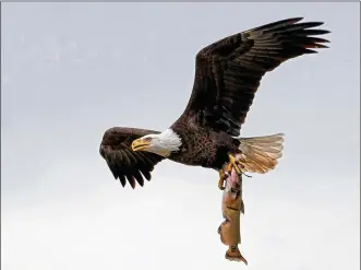  ?? CONTRIBUTE­D BY ROGER GARBER ?? Orv, one of Carillon Historical Park’s resident bald eagles, carries a catfish to the nest in March to feed his new family.