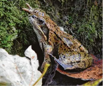  ??  ?? Franz Zeller, der Vorsitzend­e der LBV Kreisgrupp­e Neu Ulm, fotografie­rte diesen Grasfrosch im Obenhausen­er Ried. Die Zahl der Laichballe­n der Frösche geht allerdings zurück.