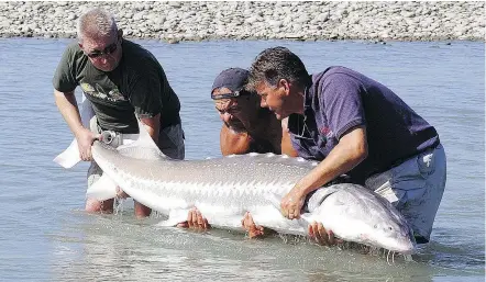  ??  ?? Sports fishermen hold up a Fraser River sturgeon in Chilliwack before releasing it. The Lower Lakes Fisheries Alliance has called for a fishing ban in the white sturgeons’ spawning grounds.