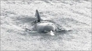  ?? GLEN WHIFFEN/THE TELEGRAM ?? One of the dolphins trapped in the harbour at Heart’s Delight.