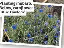  ??  ?? Planting rhubarb. Below, cornflower ‘Blue Diadem’