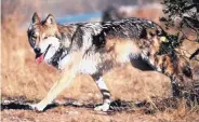  ?? JIM CLARK/U.S. FISH AND WILDLIFE SERVICE ?? The Fish and Wildlife Service’s wolf release plan calls for placing up to 12 pups into as many as six wild wolf packs in southweste­rn New Mexico and southeaste­rn Arizona.