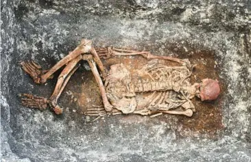  ?? MICHAL PODSIADLO ?? This 4,000-year-old skeleton, found in Bulgaria, is the remains of a member of the Yamnaya, from whom most people in northern Europe can trace their ancestry. Ancient DNA is providing insight into many illnesses.