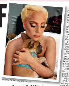  ?? Pictures: PACIFICCOA­STNEWS/ GETTY ?? Born to suffer? A French bulldog. Above: Lady Gaga with her Frenchie Koji and, below, Taylor Swift with Scottish Fold cat Meredith