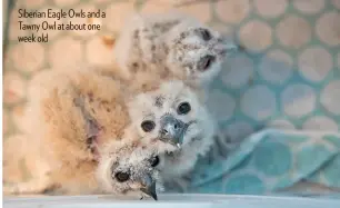  ??  ?? Siberian Eagle Owls and a Tawny Owl at about one week old