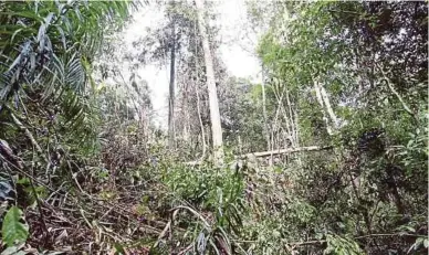  ?? [FOTO SHARUL HAFIZ ZAM/BH] ?? daripada sampah dan lumpur akibat operasi pembalakan di Hutan Simpan Bukit Perangin (gambar kanan) setiap kali