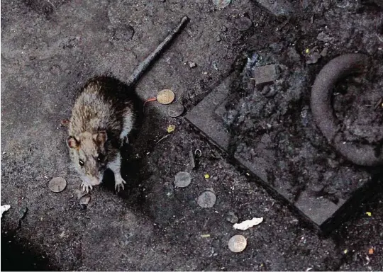  ?? Hiroko Masuike / New York Times ?? A rat seems at home on the tracks at a subway station in New York City. The city’s girthy, cunning rodents mostly eluded five feral cats, according to footage obtained from motion-sensitive cameras.