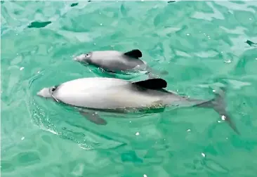  ??  ?? The deaths of four endangered Hector’s dolphins off the South Island’s east coast this summer have been called ‘‘tragic’’.