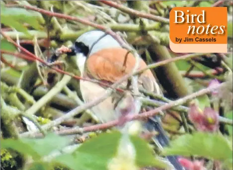  ??  ?? The male red-backed shrike photograph­ed by Phil Naylor at Kingscross.