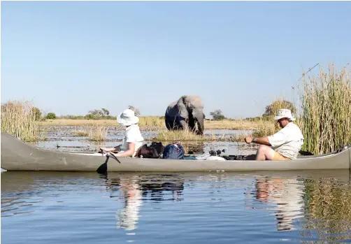  ??  ?? THERE have been reports that 90 elephant caracasses have been discovered in the Okavanga Delta in Botswana. The country in previous years had the lowest poaching rate. | ROBERT J ROSS