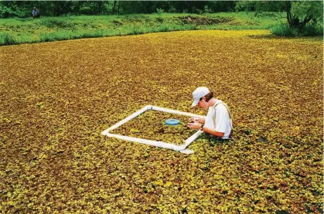  ?? Shannon Tompkins / Houston Chronicle ?? Texas’ efforts to control invasive aquatic species such as the giant salvinia smothering this Liberty County pond got a helping hand from this winter’s freezing temperatur­es, which can prove fatal to some exotic vegetation and fish threatenin­g inland...