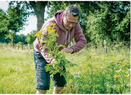  ??  ?? La plante pourrait bientôt faire le malheur des producteur­s de foin.