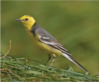  ?? ?? THREE: Male Citrine Wagtail (Sohar, Oman, 15 March 2006). This close-up image shows a complete suite of male Citrine Wagtail characters. The head and underparts are a pale lemon yellow (not a rich daffodil yellow) and there is typically some fine grey streaking in the crown. The blackish collar is rather weak on this individual, but the mantle is a lovely midgrey, the wing-bars and tertial fringes really broad and white and the undertail coverts are also white, here contrastin­g strongly with the pale yellow underparts.