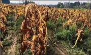  ?? EMERY P. DALESIO / AP ?? Tobacco plants battered and bruised by Hurricane Florence stand unharveste­d in soggy fields near Fremont, N.C., on Thursday. Farmers in the Carolinas expect to take a big economic hit.