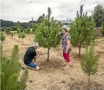  ?? BRADEN FASTIER/NELSON MAIL ?? Anthony and Carole Rendle from Richmond choose a Christmas tree for their home.
