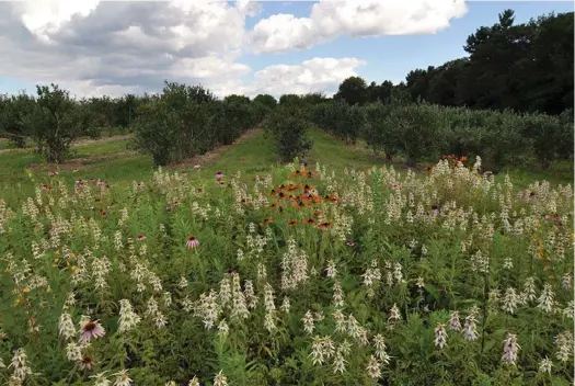  ?? DON KEIRSTEAD / NEW HAMPSHIRE NRCS ?? Una franja de flores silvestres junto a un campo agrícola puede proporcion­ar hábitat a las abejas silvestres, lo que a su vez puede mejorar sus servicios de polinizaci­ón e impulsar la producción en la explotació­n.