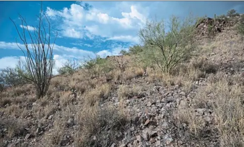  ?? Photos: AFP ?? dried buffelgras­s, an invasive species that leads to faster growing wildfires, is seen on the side of a hill near a trail in Tucson, arizona. —