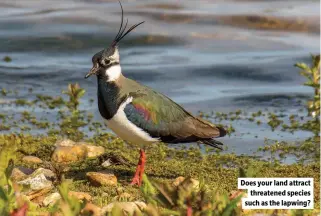  ?? ?? Does your land attract threatened species such as the lapwing?