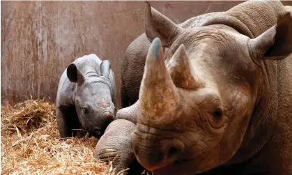  ?? Photograph: Peter Byrne/PA ?? The study showed that rhinoceros horns have gradually shrunk across all species over the past few centuries.