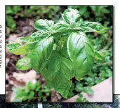  ??  ?? Basil is a delicious summer annual that responds to frequent harvesting by growing faster.