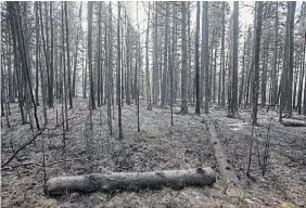  ?? JASON FRANSON THE CANADIAN PRESS ?? Trees damaged from recent wildfires are seen in Drayton Valley, Alta., in May. A little more than 176 square kilometres have burned so far this fire season, well below the 25-year average of 510 square kilometres.