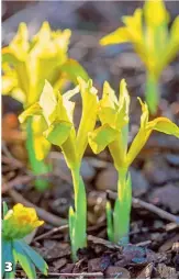  ??  ?? 3 Spre deosebire de Iris danfordiae care înflorește o singură dată, noul hibrid ‘Sunshine’ încântă mai mult timp. Florile gracile atrag imediat toate privirile. Culoarea dă lumină straturilo­r 3