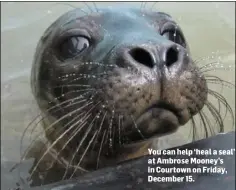  ??  ?? You can help ‘heal a seal’ at Ambrose Mooney’s in Courtown on Friday, December 15.