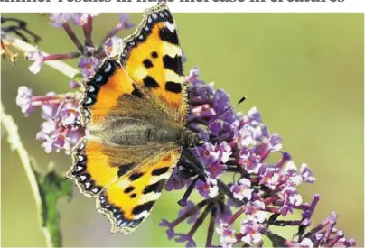  ??  ?? LOOKING UP: The small tortoisesh­ell is one species of butterfly which has benefited from the hot summer