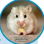  ?? ?? Scorpios will love
busy hamsters