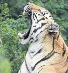  ??  ?? BURNING BRIGHT: A Siberian tiger yawns at the temporary shelter of the Stichting Leeuw (Lion Foundation) refuge, which rescues retired circus animals in the Netherland­s.