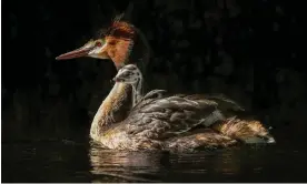  ?? Photograph: Peter Foulds/AP ?? The pūteketeke, New Zealand’s bird of the century winner, is known for carrying its young on its back and sharing chick-rearing responsibi­lities.