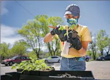  ?? MORGAN TIMMS/Taos News ?? Cheri Lyon, pastor at El Pueblito United Methodist Church, gathers kale plants for distributi­on Wednesday (May 13) at Shared Table.