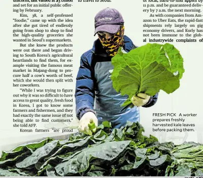  ?? ?? FRESH PICK A worker prepares freshly harvested kale leaves before packing them.