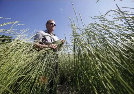  ?? LYLE STAFFORD PHOTOS FOR THE TORONTO STAR ?? Since 2010, University of Manitoba plant scientist Doug Cattani has been working on varieties of Kernza that can handle harsh prairie conditions.